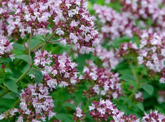 1500 Samen Oregano Origanum vulgare Griechischer Oregano