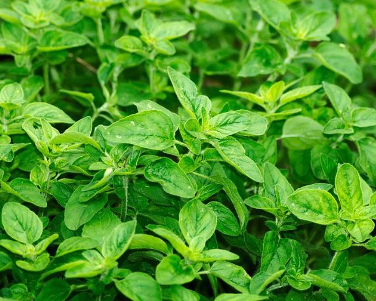 1500 Samen Oregano Origanum vulgare Griechischer Oregano