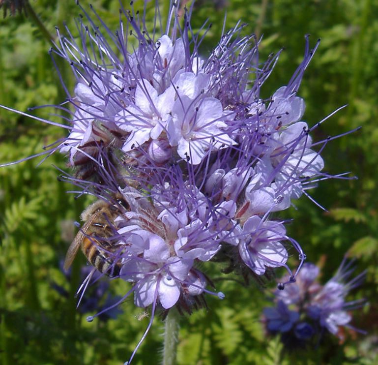 6000 Samen Phacelia tanacetifolia Phacelie - Bienenfreund Bienenweide