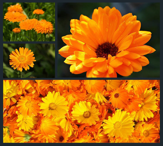 600 Samen Ringelblume Calendula officinalis Ringelblumen orange