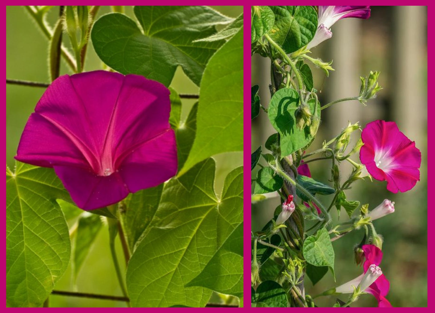 50 Samen IPOMOEA Rote Trichterwinde Scarlet O'Hara