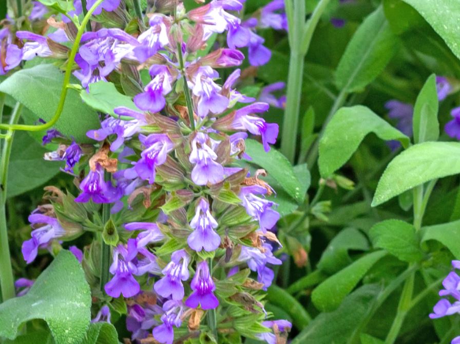200 Samen Echter Salbei Salvia officinalis - Gewürzpflanze