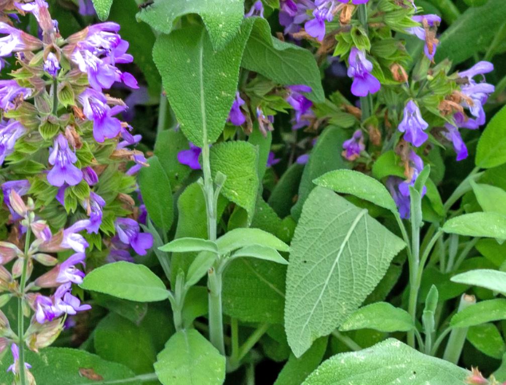 200 Samen Echter Salbei Salvia officinalis - Gewürzpflanze