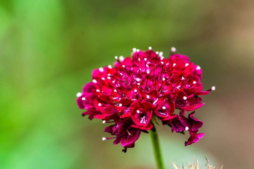 50 Samen Rote Skabiose * Scabiosa atropurpurea 'Fire King'