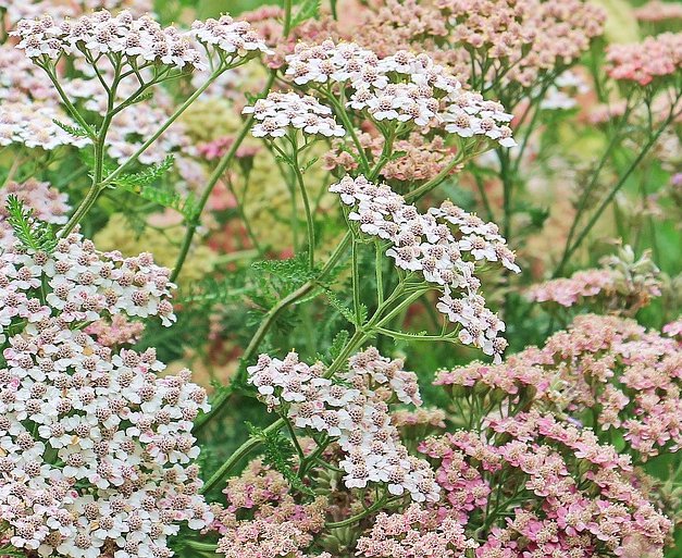 Traditionelle heimische Heilpflanzen - Heilpflanzensamen Set