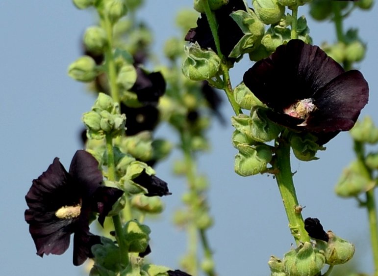 400 Samen Schwarze MALVE Alcea rosea var. nigra - Stockrose Bauernrose schwarz