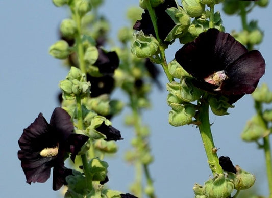 400 Samen Schwarze MALVE Alcea rosea var. nigra - Stockrose Bauernrose schwarz