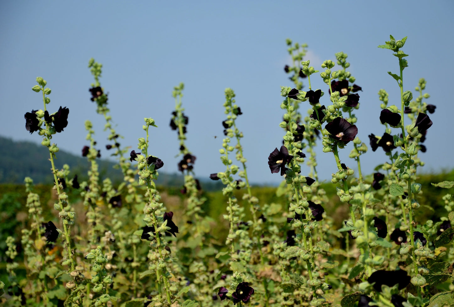 400 Samen Schwarze MALVE Alcea rosea var. nigra - Stockrose Bauernrose schwarz