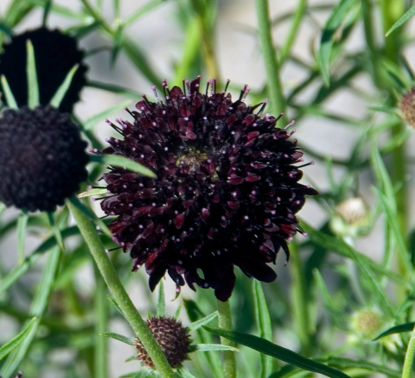 Blumensamen Set "Dreiklang Scabiosa"