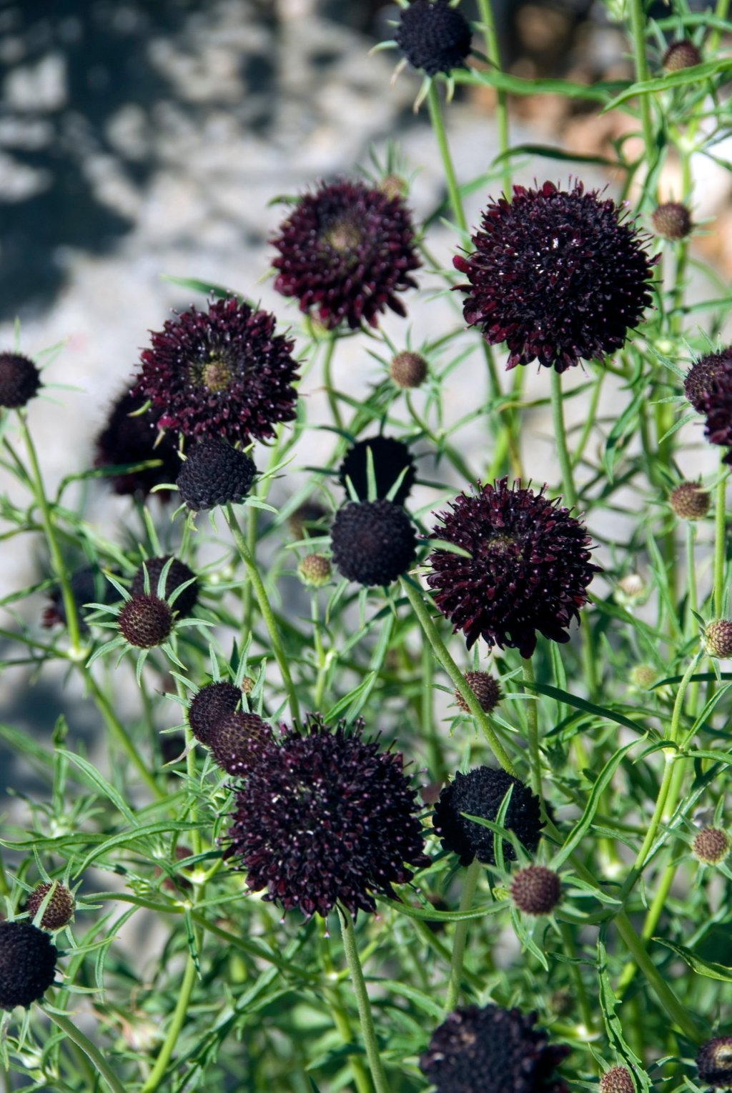 50 Samen Schwarze Skabiose * Scabiosa atropurpurea "Black Knight"