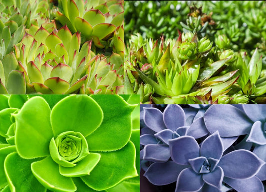 1000 Samen Hauswurz Sempervivum  hybridum Dachwurz Mischung