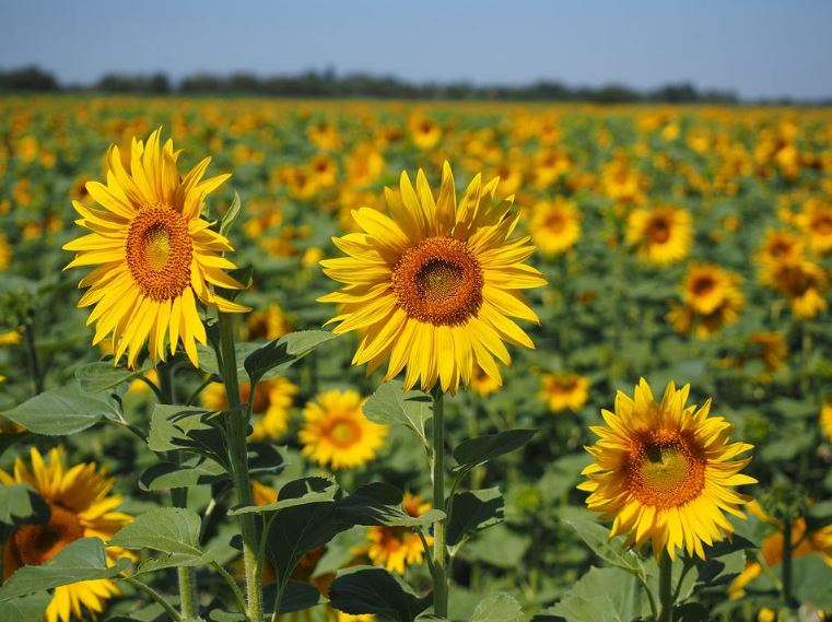 Große Gelbe Sonnenblume Samen