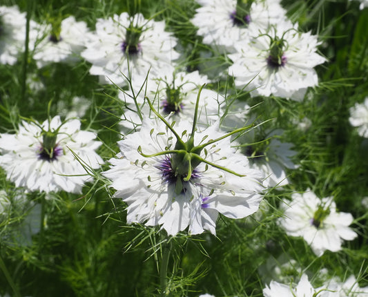 500 Samen Weiße Jungfer im Grünen * Nigella damascena "Alba" *