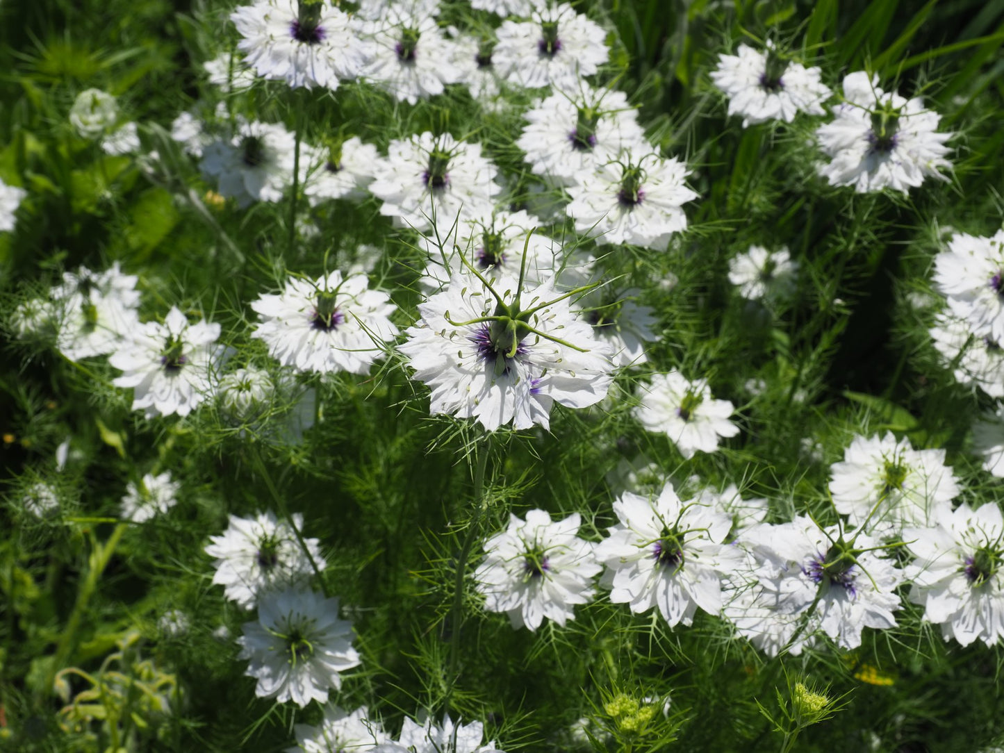 500 Samen Weiße Jungfer im Grünen * Nigella damascena "Alba" *