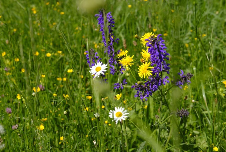 200 Samen Wiesen-Salbei Salvia pratensis