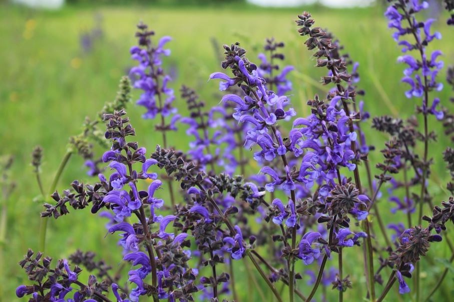 Blumensamenmischung "Wilde Blumen" - 6 Sorten Wildblumen
