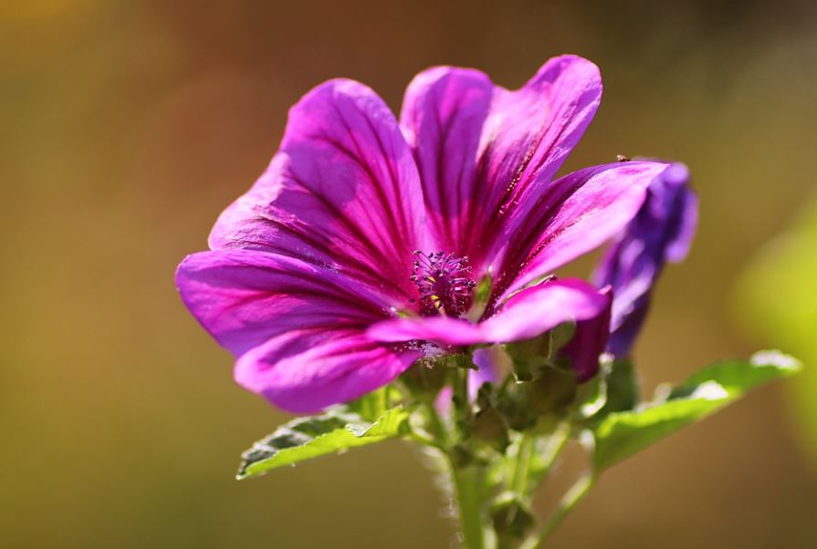 500 Samen Wilde Malve Malva sylvestris - winterhart