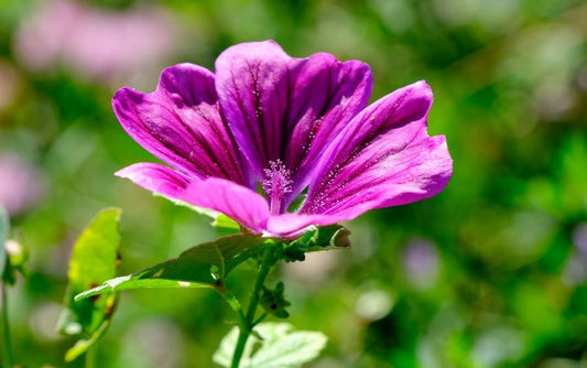 500 Samen Wilde Malve Malva sylvestris - winterhart