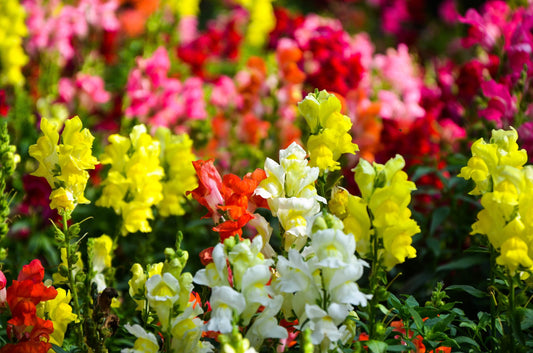 400 Samen Bunte Zwerg-Löwenmäulchen Antirrhinum majus pumilum