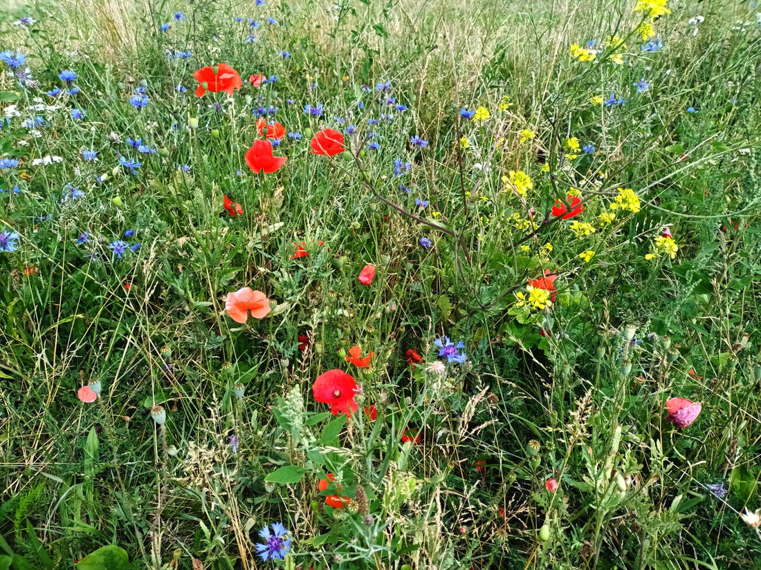 FLIP-Projekt: Mehr Natur im städtischen Raum