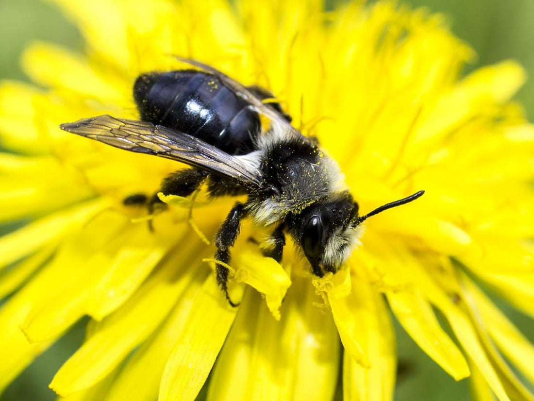 Bienenweide anlegen - So einfach geht es