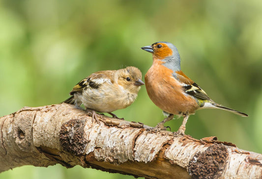 Warum verschwinden immer mehr Gartenvögel in Deutschland?
