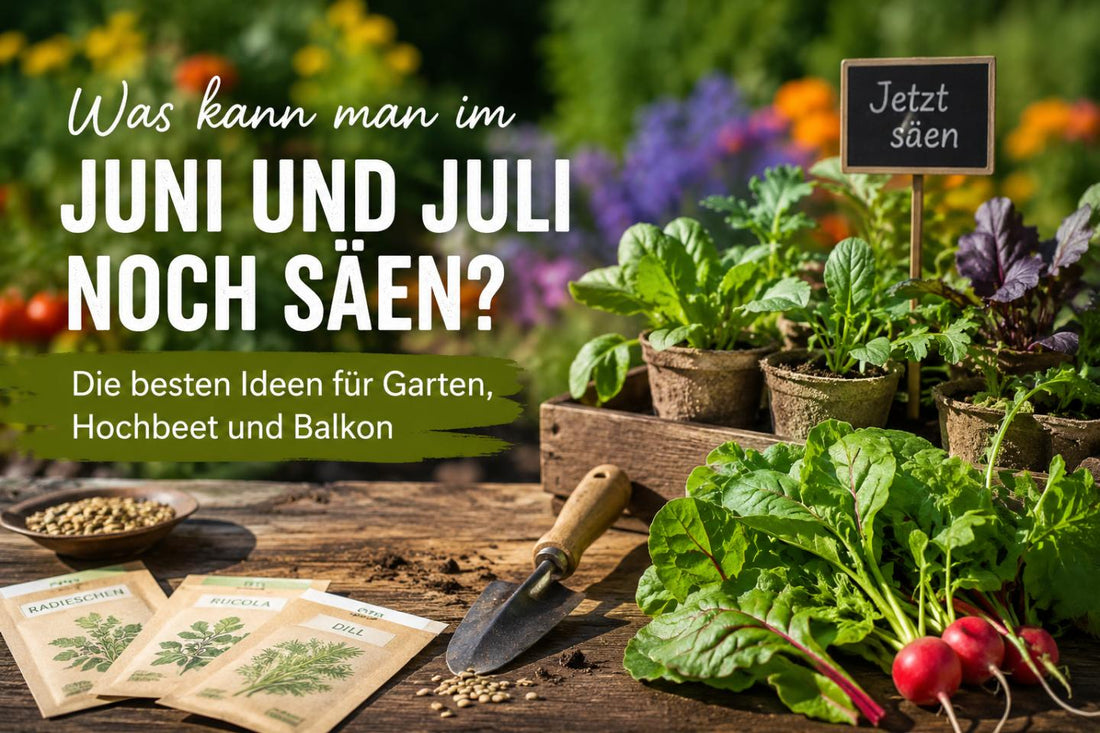 Was kann man im Juni und Juli noch säen?