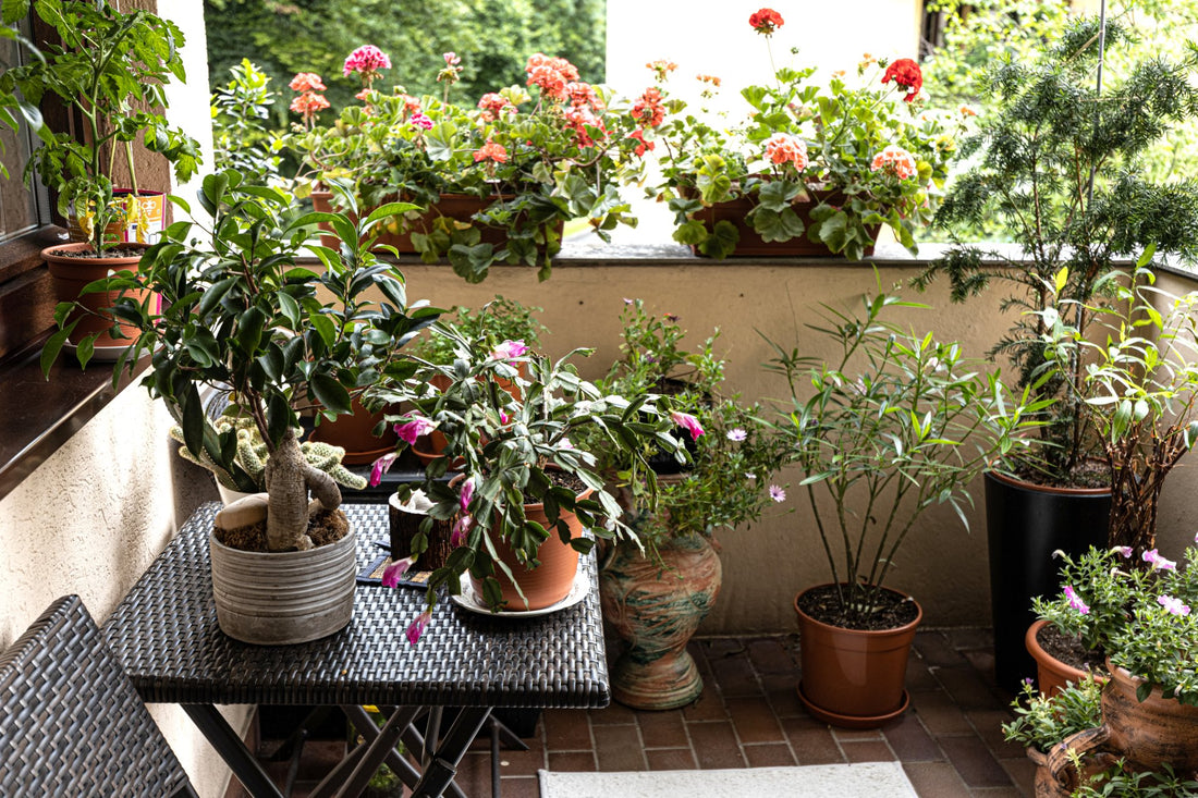 Ein blühendes Balkonparadies: Tipps zu Ihrer eigenen Blumenoase