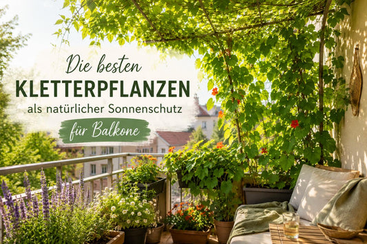 Die besten Kletterpflanzen als natürlicher Sonnenschutz für Balkone
