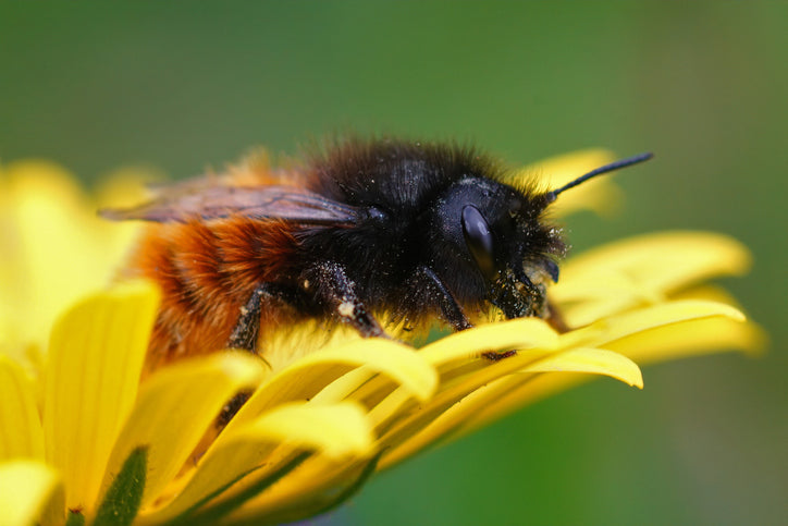 Bienenfreundliche Balkonpflanzen – So verwandelst du deinen Balkon in ein Paradies für Bienen