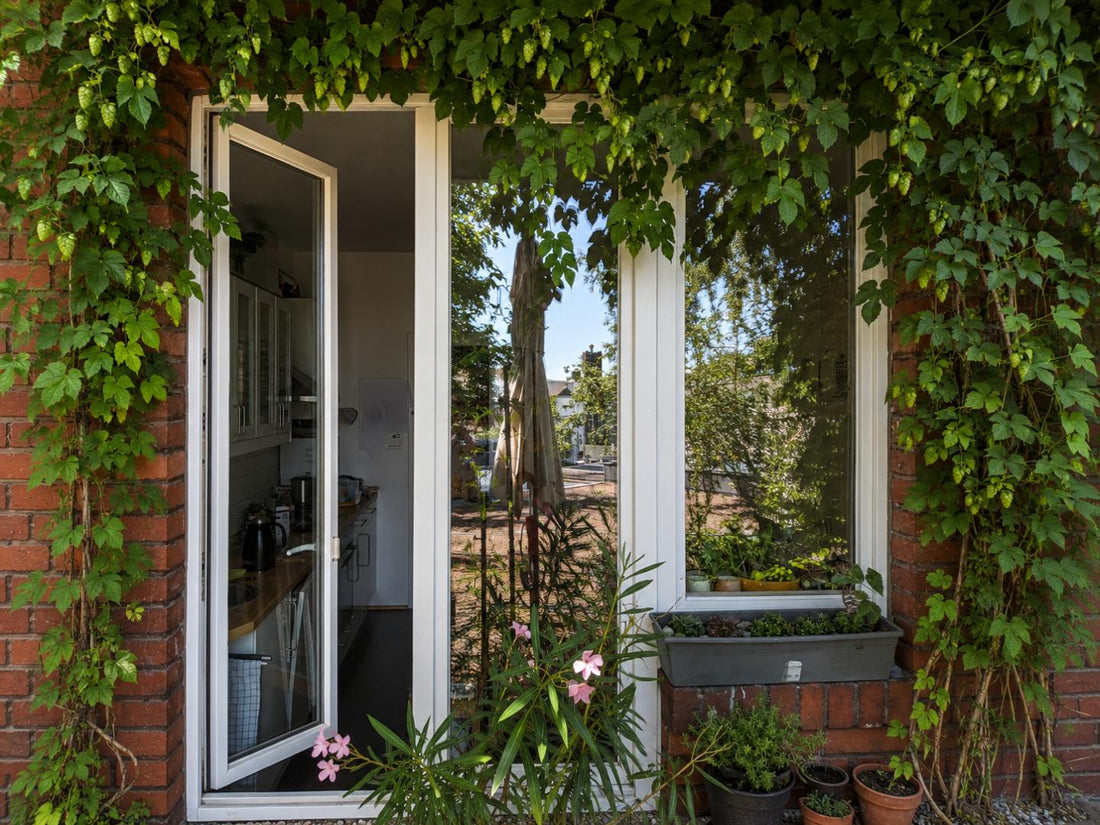 Hopfen auf dem Balkon: Natürlicher Hitzeschutz für Fenster, Fassade und Stadtbalkon