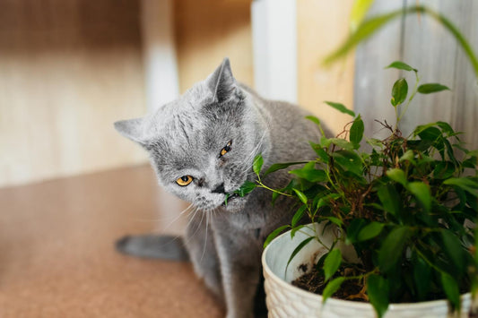 Warum frisst meine Katze Zimmerpflanzen an?