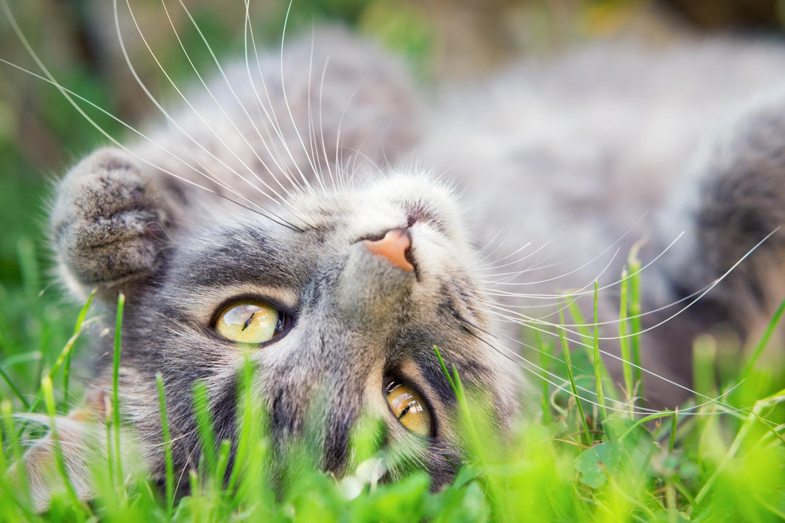Katzengras: Warum es auf dem Speiseplan jeder Katze stehen sollte