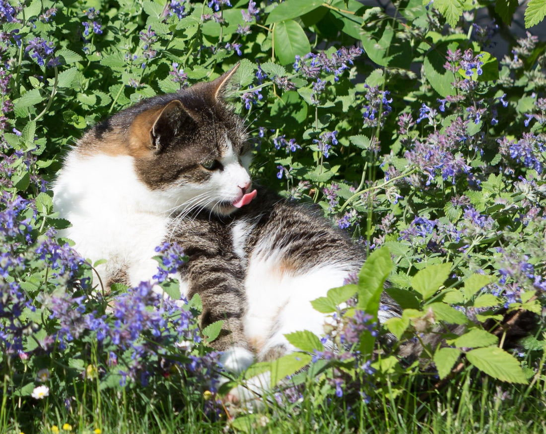 Die geheime Welt der Katzenkräuter: Natürliches Wohlbefinden für Ihre Samtpfote