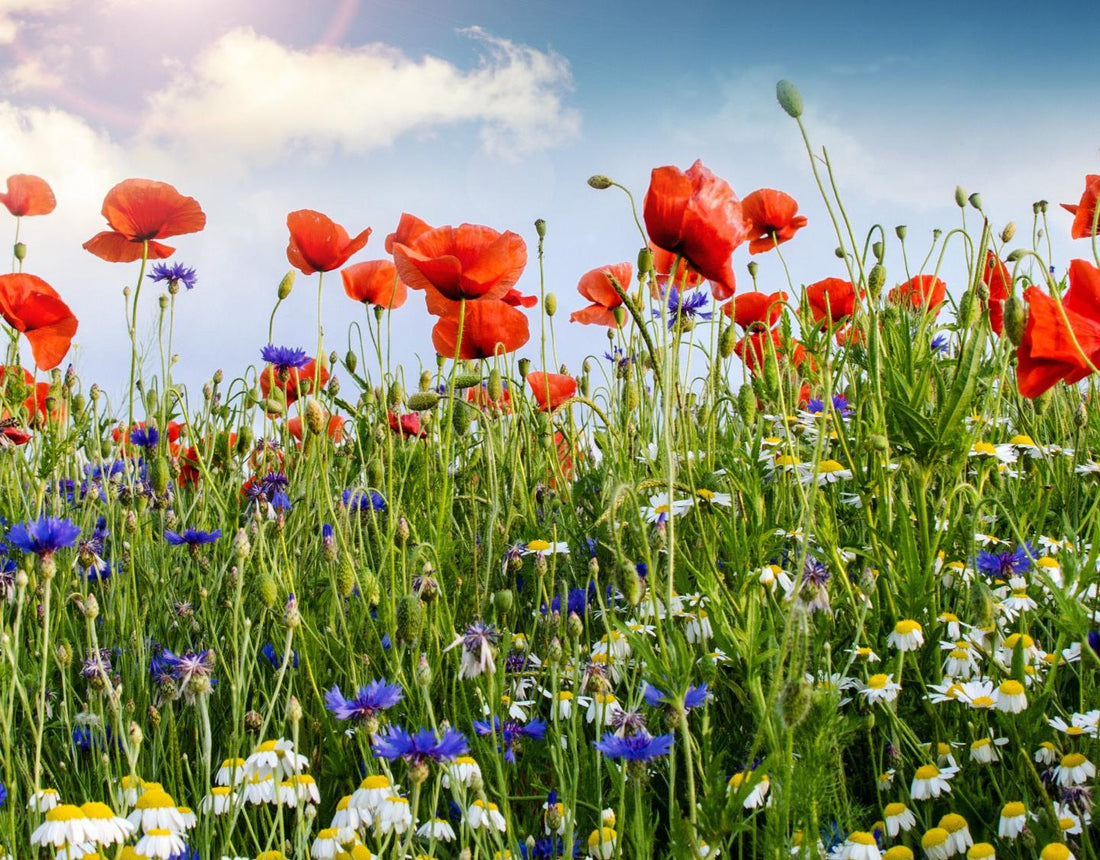 Mohn und Kornblume säen - Hilfe bei Problemen mit der Mohnwiese