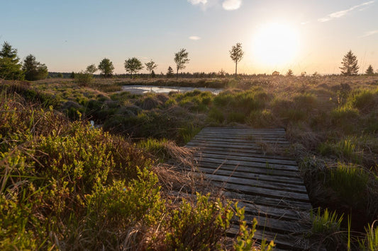 Torffrei gärtnern – warum torffreie Erde so wichtig ist