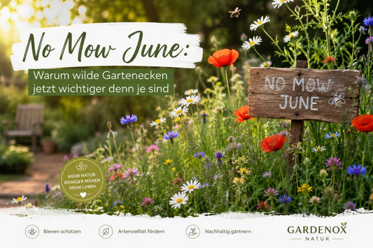 No Mow June: Warum wilde Gartenecken jetzt wichtiger denn je sind