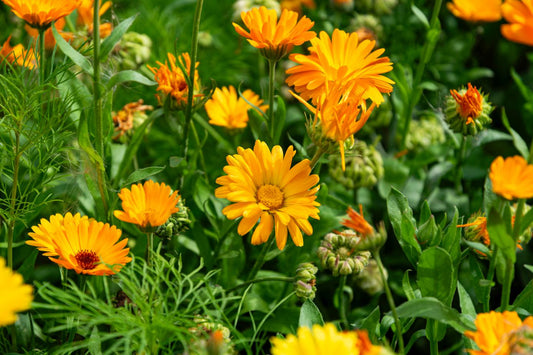 Ringelblumen leicht gemacht – so wachsen deine Blumenpracht & Bienenweide
