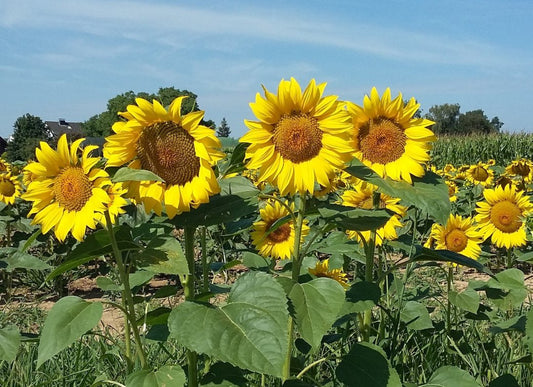 Sonnige Aussichten: So werden deine Sonnenblumen zum Sommer-Highlight