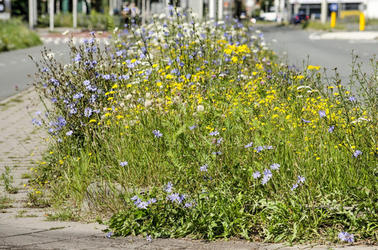 Mehr Grün für deine Stadt – So einfach geht Urban Greening!