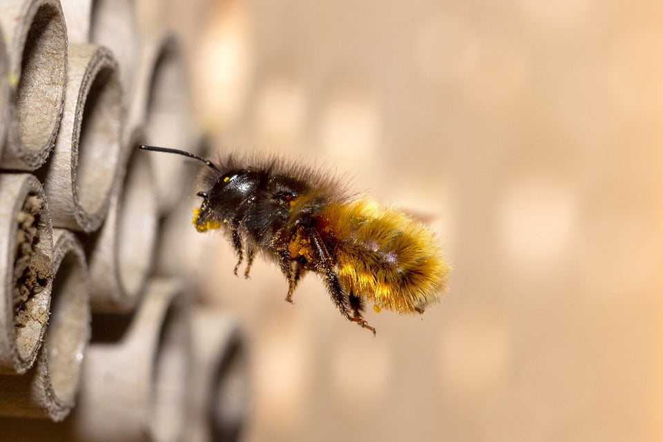 Wildbienenarten in Deutschland und Westeuropa