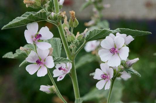 200 Samen Echter Eibisch * Althaea officinalis *