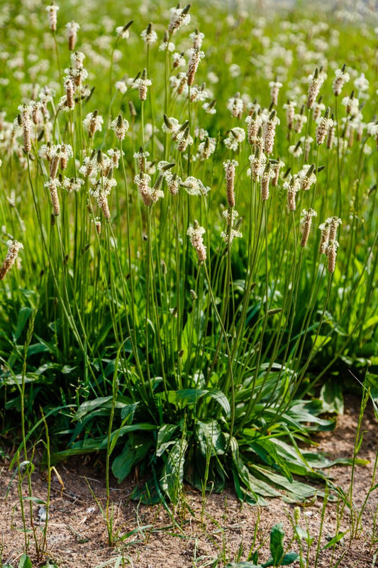 3000 Samen Spitzwegerich Samen * Plantago lanceolata *