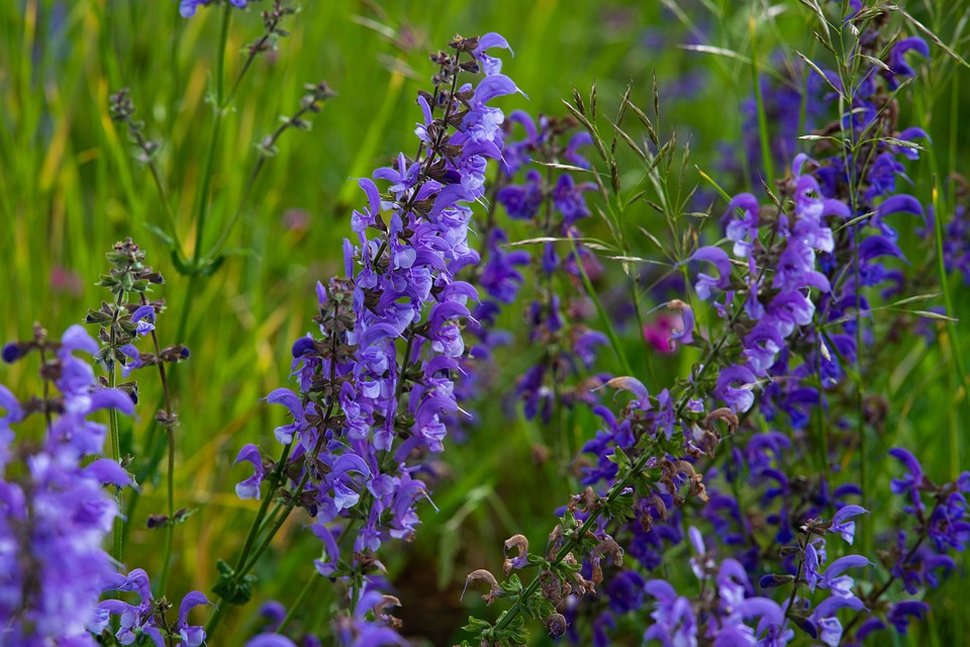 Blumensamenmischung "Blaublüter" Bienenparadies in Blau