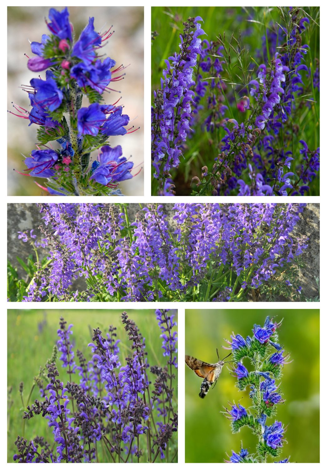 Blumensamenmischung "Blaublüter" Bienenparadies in Blau