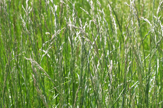 Deutsches Weidelgras (Lolium perenne) – 200 g