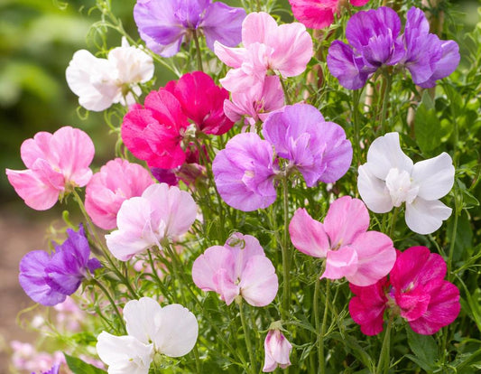 30 Samen Duftwicke - Lathyrus odoratus