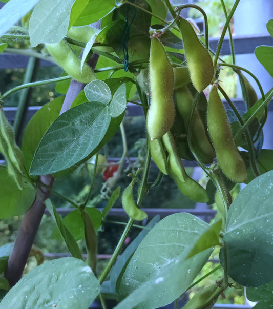 Edamame Sojabohne Hokkai Green - 35 Samen