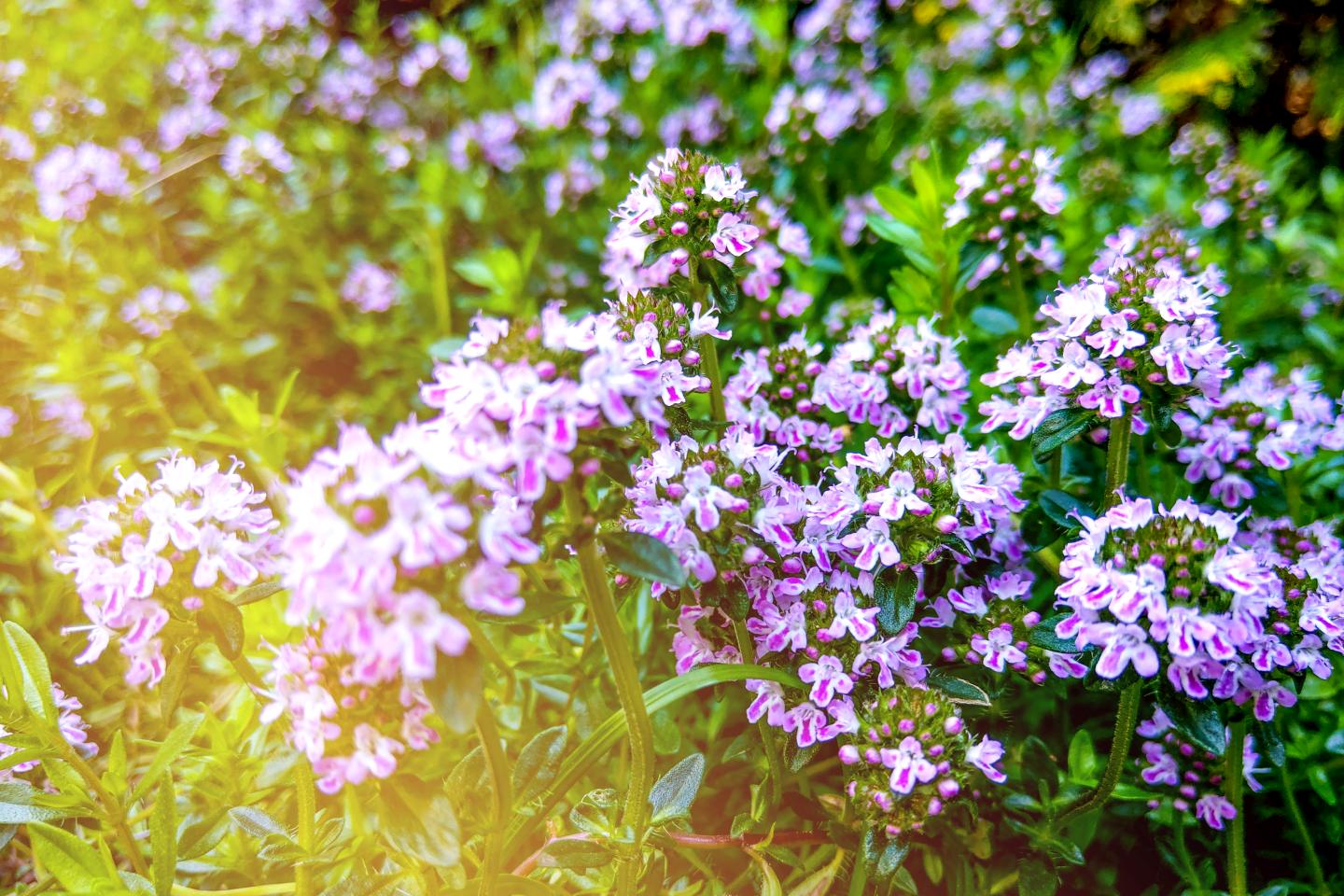 7000 Samen Feld-Thymian (Thymus pulegioides)