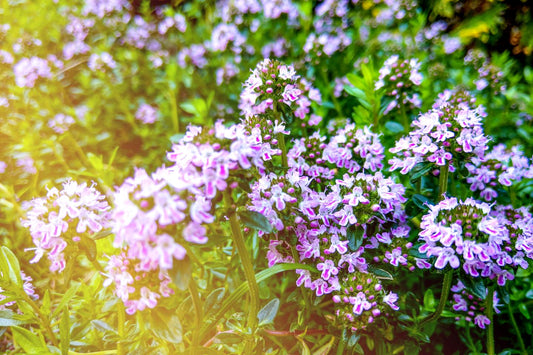 7000 Samen Feld-Thymian (Thymus pulegioides)